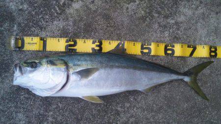 ショアジギング釣行