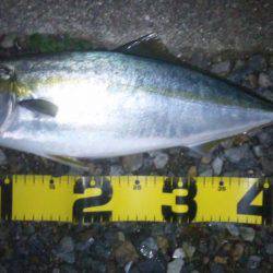 ショアジギング釣行