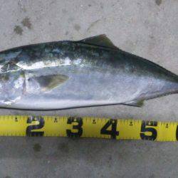 ショアジギング釣行