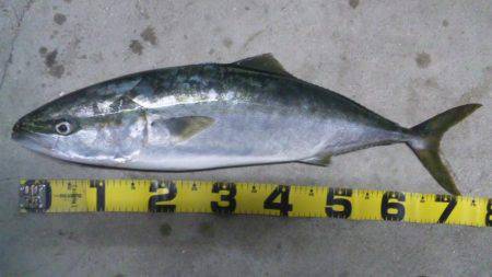 ショアジギング釣行