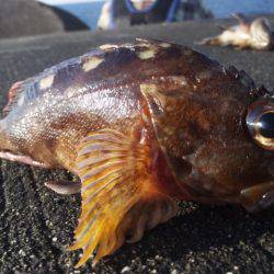 やっぱり釣れるコウイカ