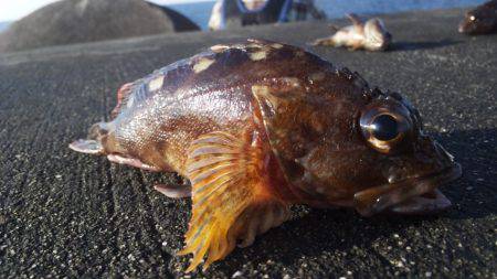 やっぱり釣れるコウイカ