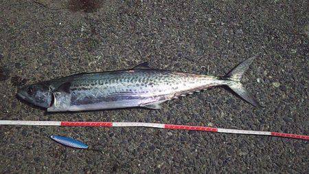 サゴシの数釣り