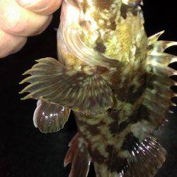 型は選べない？