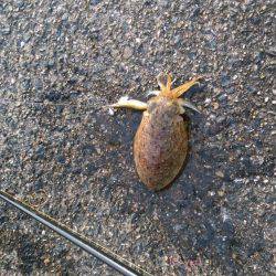 コウイカエギング