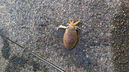 コウイカエギング