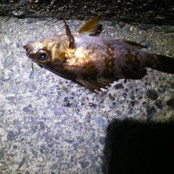 またまた親海公園