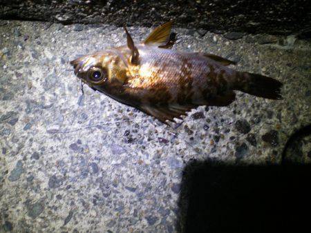 またまた親海公園