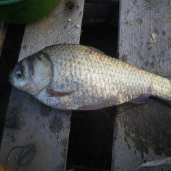 久しぶりの釣果