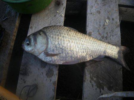 久しぶりの釣果