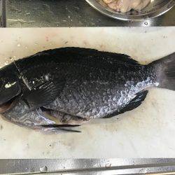 シマアジ求めて