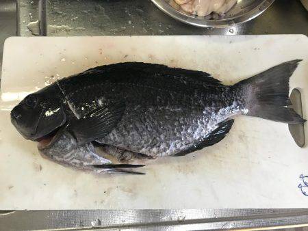 シマアジ求めて