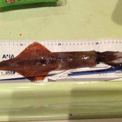 友達とヤリイカ釣り