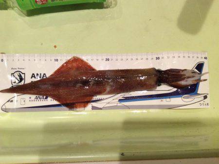 友達とヤリイカ釣り