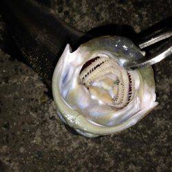 河口でシロウオパターン