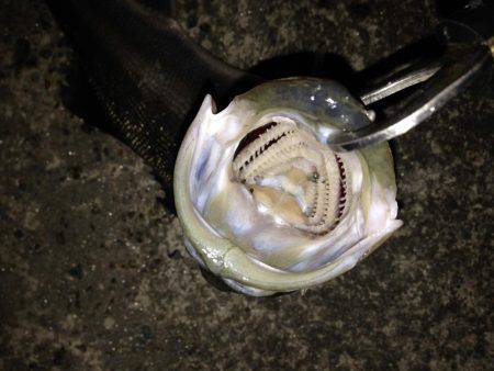 河口でシロウオパターン