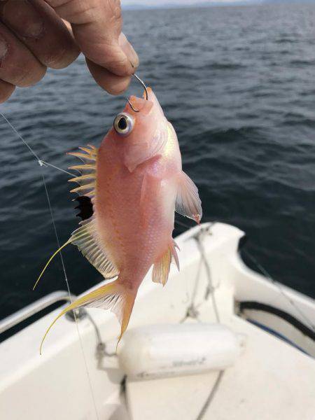 マイボート釣行