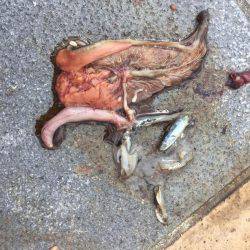 ショアジギング!!!