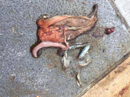 ショアジギング!!!