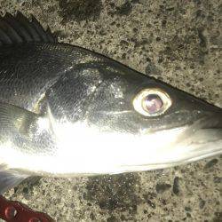 今夜もセイゴ！