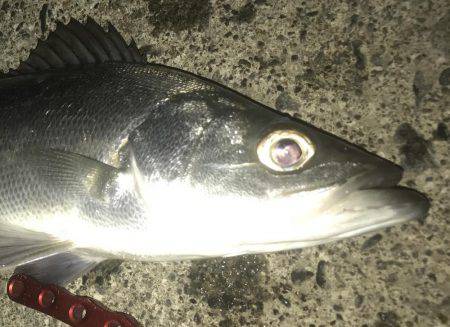 今夜もセイゴ！