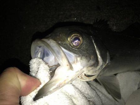 チョット変わった顔