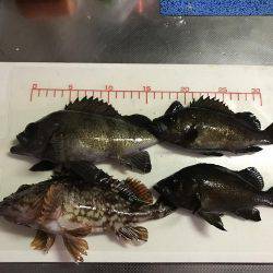 仕事帰りにメバリング