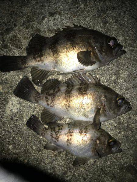 プラグで良型メバル！