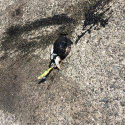 初コウイカゲット