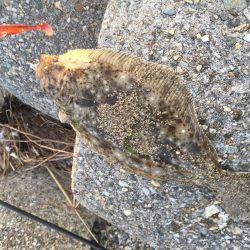 2017 釣り部活動開始です。