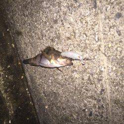 初めてのメバル プラッキング。