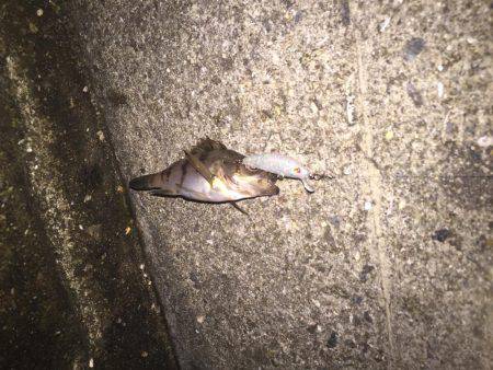 初めてのメバル プラッキング。