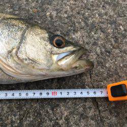 マイクロベイトパターン?