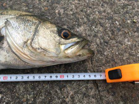 マイクロベイトパターン?