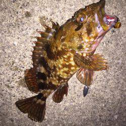 グレ釣りからカサゴ釣り