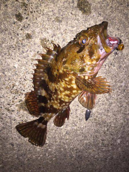 グレ釣りからカサゴ釣り