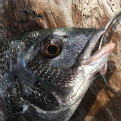 釣り上げるまでわからんなぁ。