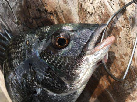 釣り上げるまでわからんなぁ。