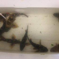 ケーソンの継ぎ目には