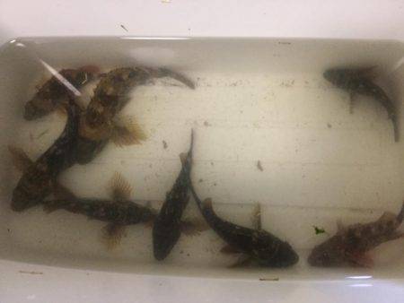 ケーソンの継ぎ目には