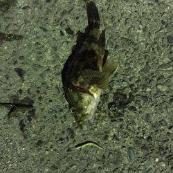 串本のアジング