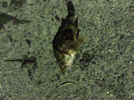 串本のアジング