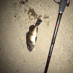 シーバスからのメバリング