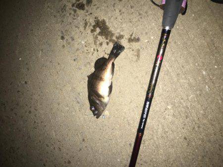 シーバスからのメバリング