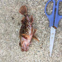 自作キャロのテストだよ