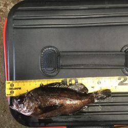 まずまずの活性