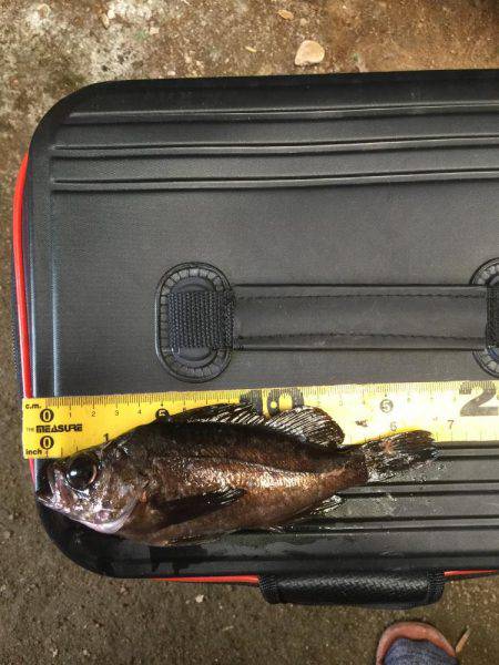 まずまずの活性