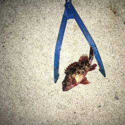 お魚さがしてあっちコッチ