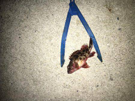 お魚さがしてあっちコッチ