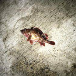 シーバス 初めましたー